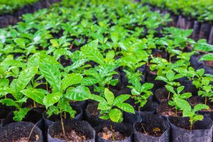 seedlings-of-coffee-plants-in-a-nursery-free-photo